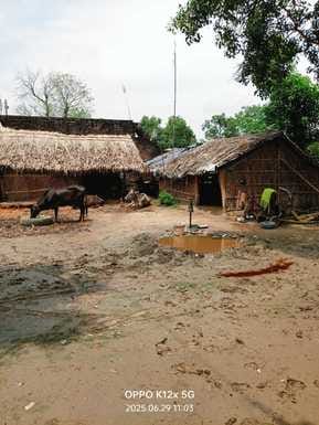 Leopard devoured a calf tied to a peg near a farmer