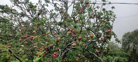 Tydeman Summer Queen and Red June apples will arrive in the markets next week