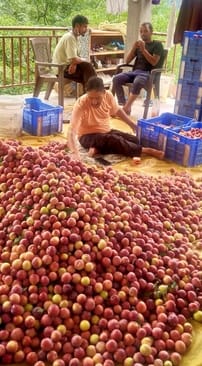 The price of Santaroja plum jumped by ten rupees