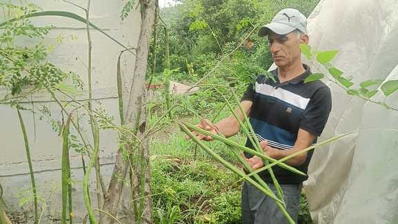 Moringa drumstick plants prepared in pots in Lahaldi village