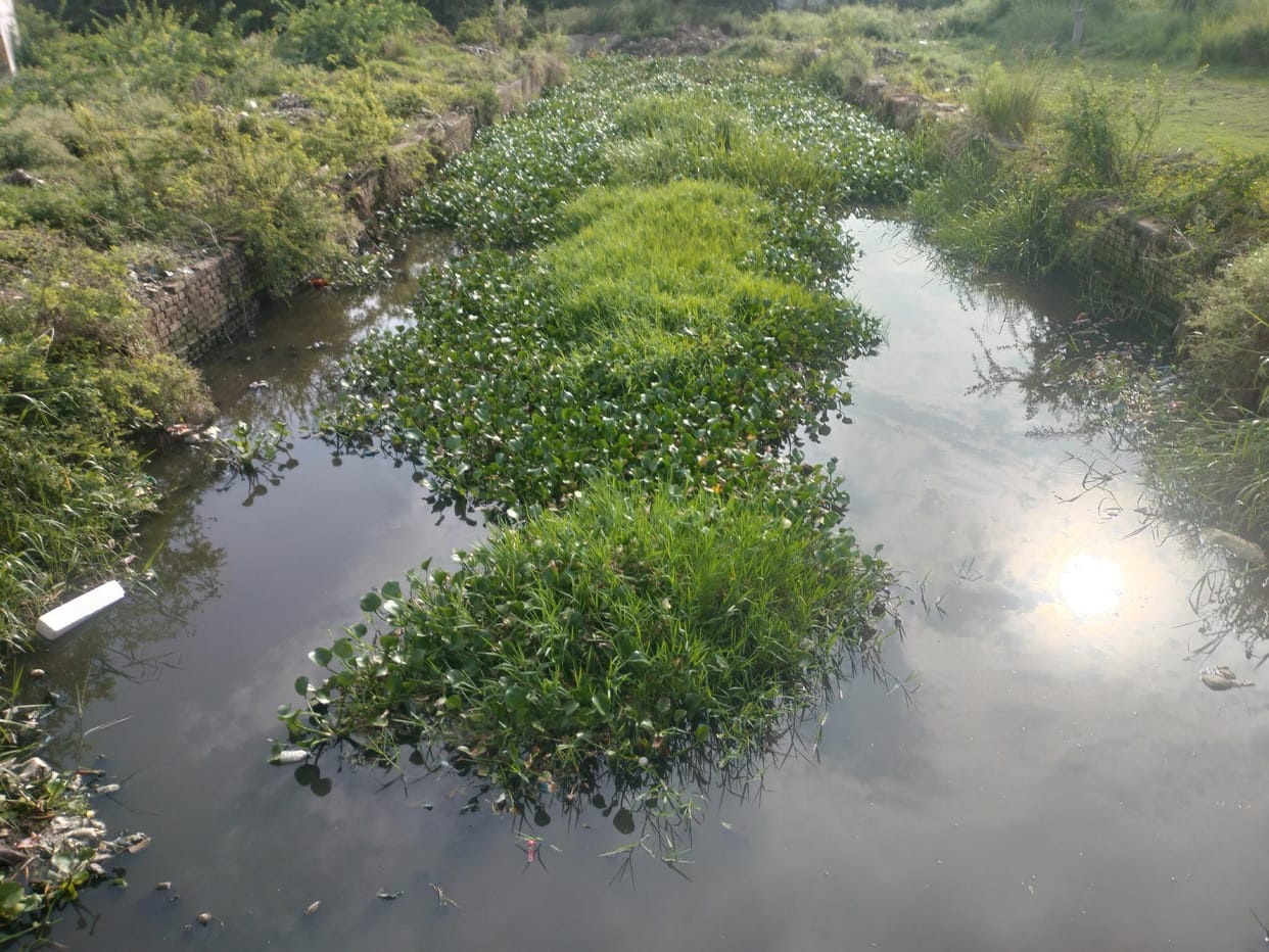 Grass and water hyacinth growing in the drain