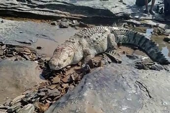 नदी के बाहर बैठा मगरमच्छ फाइल फोटो