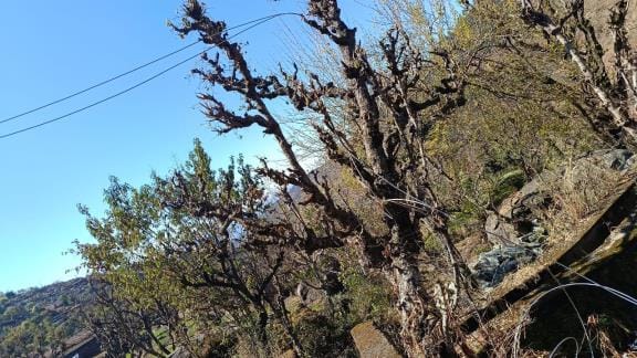 Electricity Wires on Trees