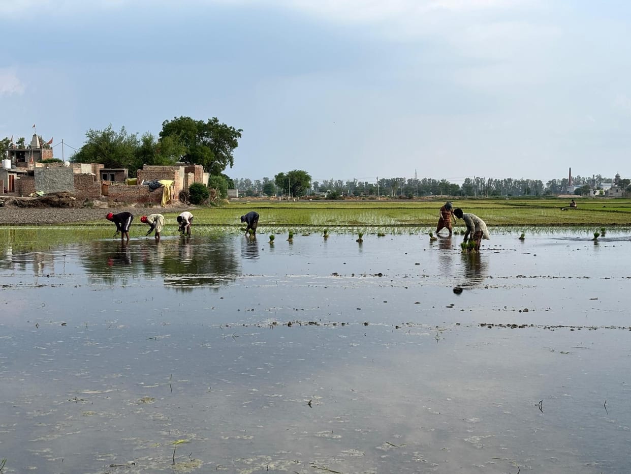Paddy sowing started after light rain, waiting for canal water
