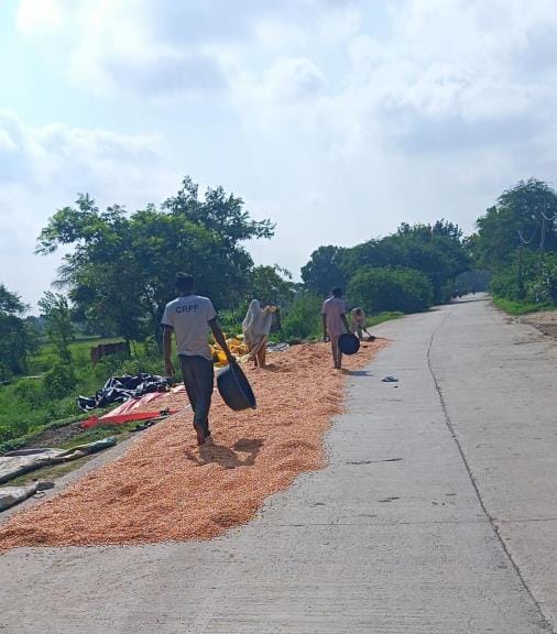 Farmers drying corn on the road, inviting accidents