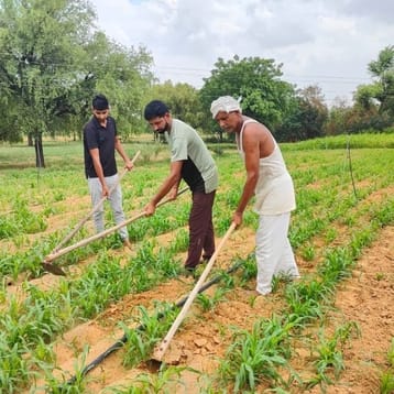 Farmers are busy weeding and adding fertilizer
