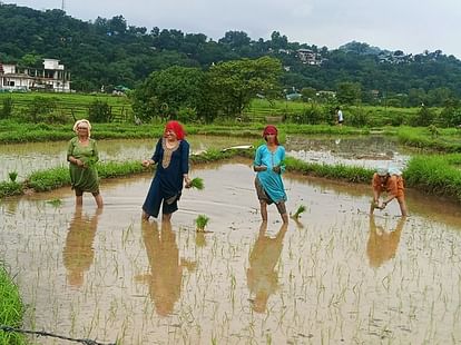 Agriculture boomed due to monsoon, sowing of Kharif crops increased by 11 percent