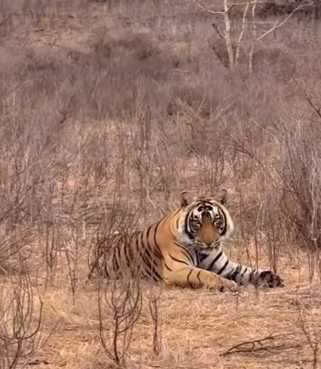 टाइगर रिजर्व में मौजूद बाघ