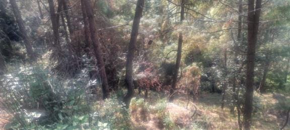 Mini Corbett Should Be Developed