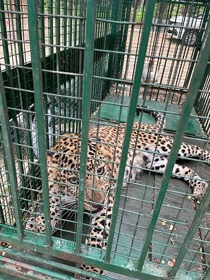 Shyamila Is Telling The Responsibility, Leopard Is Taking Life – Noida News