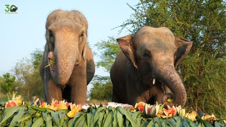 Zara completes five years of independence at Elephant Conservation Center