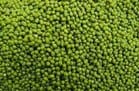 Sehore news: Farmers are confused, how many quintals of moong will be purchased per acre