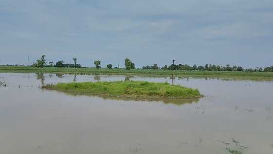 Several acres of farmers' crops were submerged in the rain