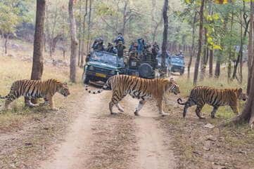 Pench National Park's core zone closed until September 30, now just a chance to safari in buffer zone