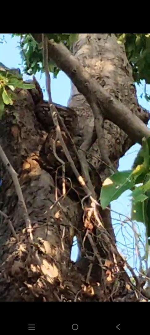python found climbing a tree