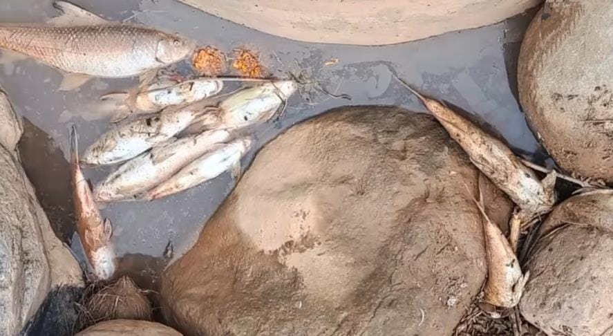 Fish Dead in Tawi River