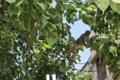 Monkeys are swinging on electric wires... blowing fuses, causing faults