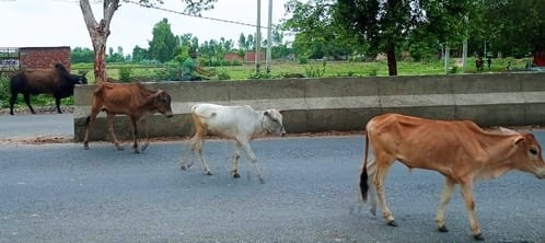 Stray animals roaming on the roads will become a hindrance in Kanwar Yatra