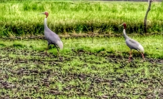 State Bird Sarus Absent in Yamuna-Chambal Count Wetlands Shrinkage Blamed