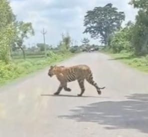 Tiger seen crossing Bankeganj-Kukra road, wheels of vehicles stopped