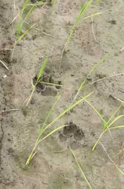 Leopard seen in the fields of Gumad village, panic among villagers