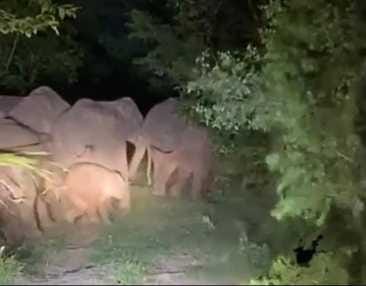 Elephants create havoc in Maholi farm, trample crops