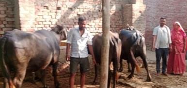 Foot and mouth disease spreading among animals
