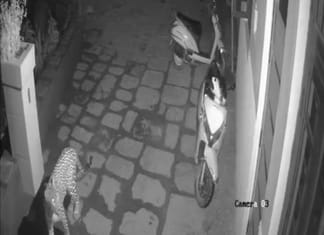 Leopard terror in Singhmi village, villagers in panic