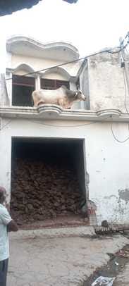 The bull climbed onto the roof of the house and was brought down with the help of a hydra after three hours