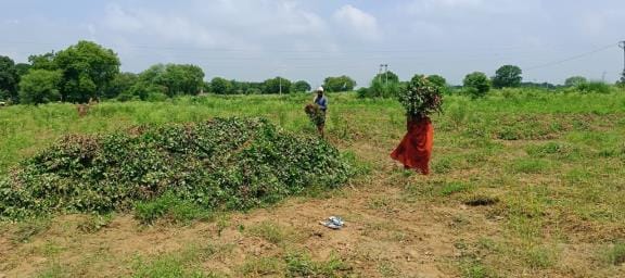 The rain ruined the hard work of peanut farmers