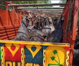 45 buffaloes were being stuffed in two DCMs, four arrested
