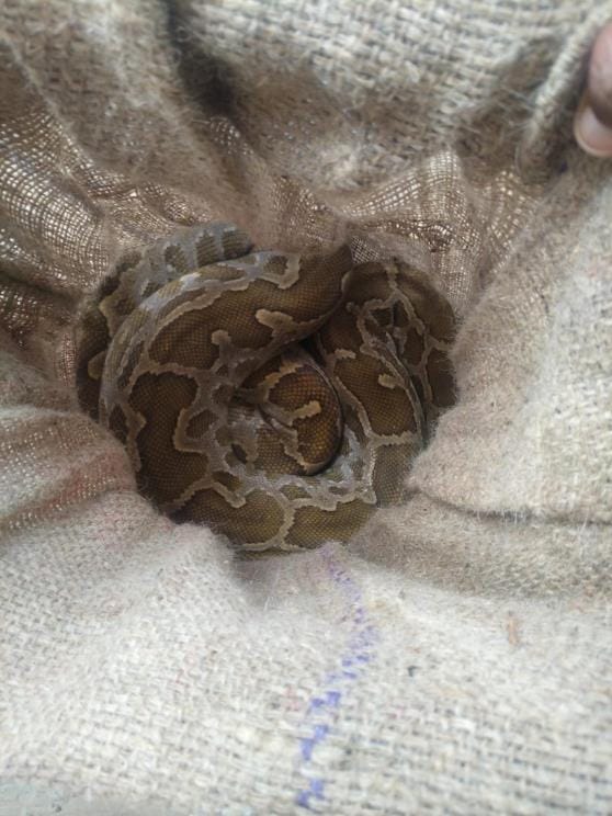A six feet long python appeared in the house, the family got scared