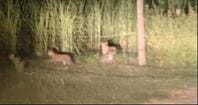 Panic due to movement of four leopards in the forest of Chanda Nagli