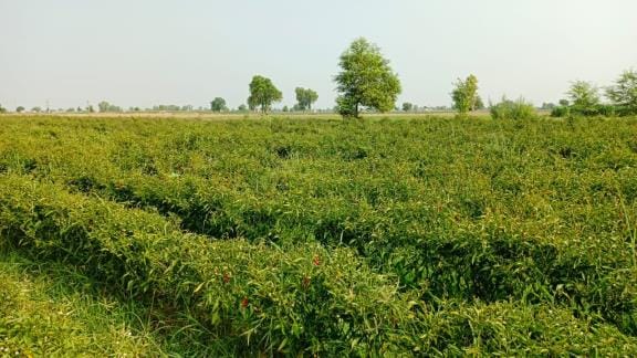 Weedicide sprayed on chillies in a quarter of an acre