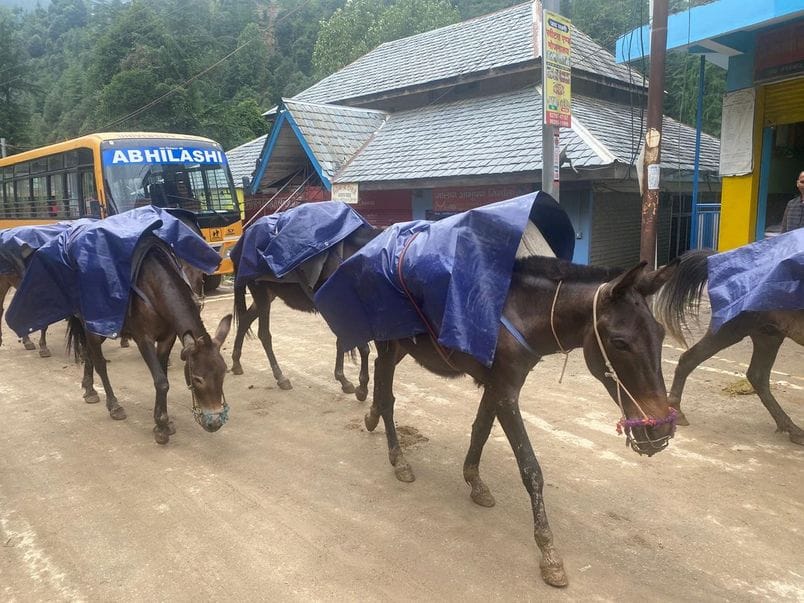 Porters and mules are delivering rations to disaster-affected areas