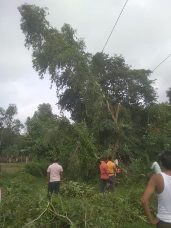 Eucalyptus tree fell on wires, electricity supply disrupted in 40 villages
