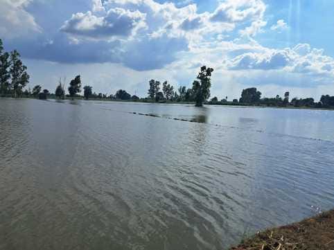 Several acres of paddy crop submerged in Suabhoj area