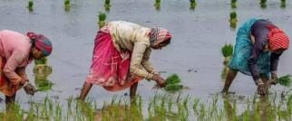 Farmers are happy with the rain, paddy plantation has started