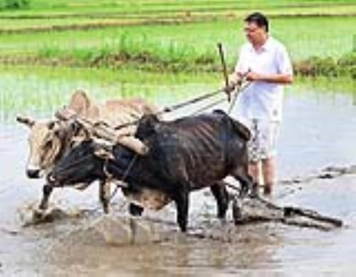 Chief Minister Dhami plowed the field and planted paddy