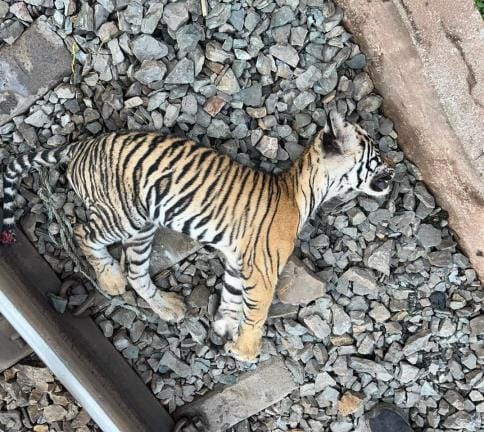 Tiger cub dies after being hit by a train