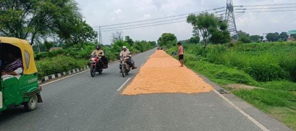 Danger of accidents due to corn drying on the roads