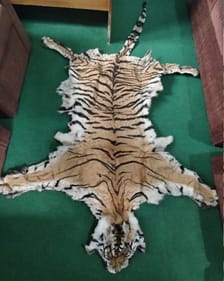 Three Nepalese arrested with tiger skin