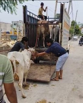 13 cattle were caught from ward 20 and sent to Gaushala