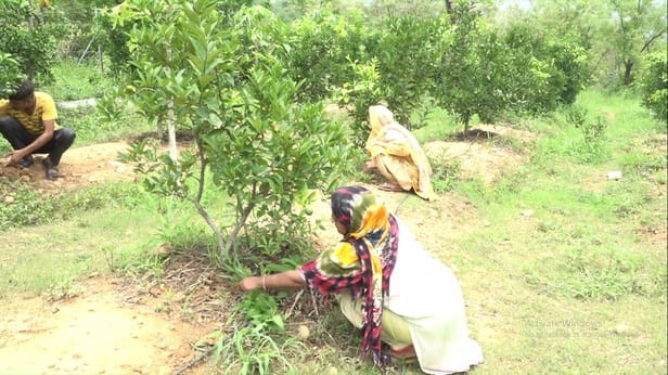 Maisambi's garden started blooming on the barren land of Bhavad