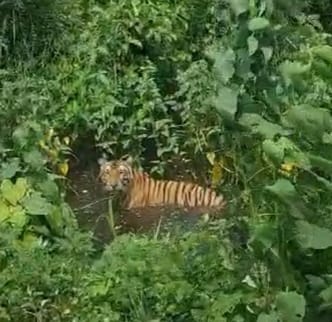 Tiger reached Gola range forest again from Malani