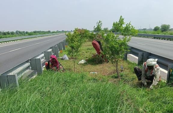 Medicinal and fruit plants will flourish along the expressway