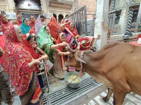Women protested by worshipping cows in Bankebihari temple