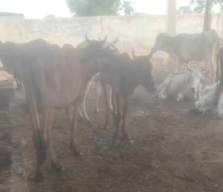 Two more cows died in Tatrautha Gaushala, uproar