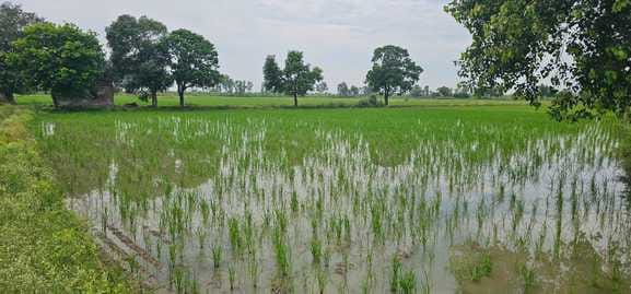 After several days of rain, 70 percent of paddy planting work is complete