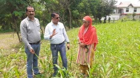 Fall army worm attacks maize crop, farmers worried